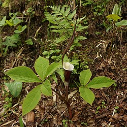 ユキモチソウ (雪餅草, Arisaema sikokianum)