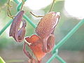 Aristolochia maxima