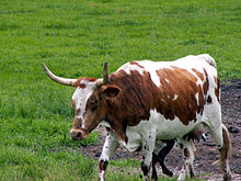 Photo d'un vache de Floride marchant dans une prairie.