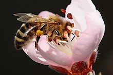 A peach flower with a bee pollinating it Bee pollinating peach flower.jpg
