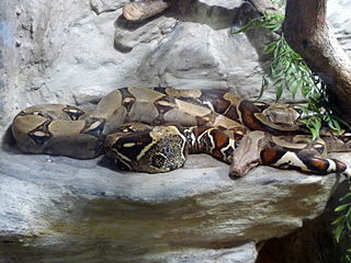 Large adult Boa Constrictor