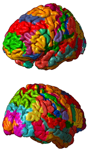 3D representation of brodmann areas.