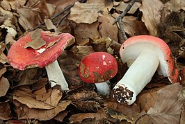 Stevige braakrussula