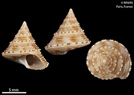 Calliostoma xylocinnamomum