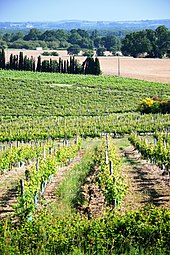 Vignoble de l'AOC Béarn.