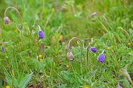 Anemone cernua