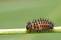Chilocorus renipustulatus larva.jpg