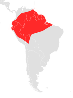 Distribuição de Choeroniscus minor na América do Sul