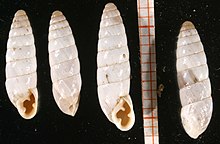 Four empty white Chondrus zebrula snail shells