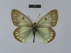 长斑豆粉蝶 Colias nastes