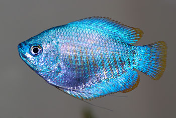 This image shows a Dwarf Gourami female (Colis...