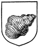 Fig. 482.—Whelk shell.
