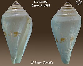 Conus bozzettii