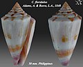 Conus floridulus Adams, A. & Reeve, L.A., 1848