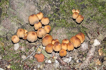 Onbekende paddenstoel in de Veluwe (eind december)