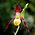 Cypripedium parviflorum Orchi 014.jpg