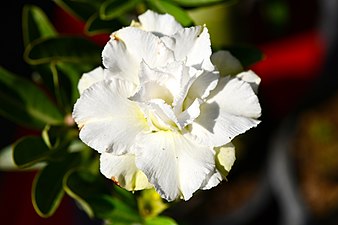 Plant of Thailand - Adenium in Thailand.