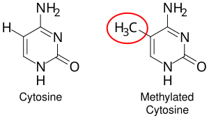 DNA methylation is the addition of a methyl group to the DNA that happens at cytosine. The image shows a cytosine single ring base and a methyl group added on to the 5 carbon. In mammals, DNA methylation occurs almost exclusively at a cytosine that is followed by a guanine. DNA methylation.svg