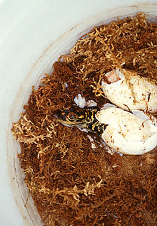 Hatching alligators are especially vulnerable to attacks by red imported fire ants. Dead hatching alligators due to solenopsis invicta.jpg