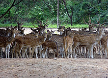 Deer Park at Karimnagar Deer Park at Karimnagar.JPG