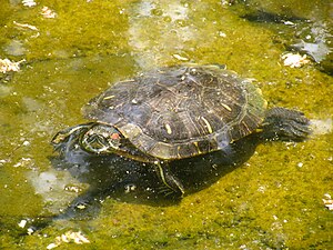 English: A Red-Eared Slider turtle, keeping de...