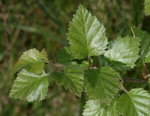 털자작나무(Betula pubescens)