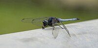 Dragonfly eating honey bee