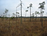 Marshland in Loimaa