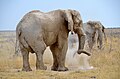 Elefant bewirft sich mit Sand im Etosha-Nationalpark, Namibia