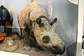 Jávai orrszarvú (Rhinoceros sondaicus)