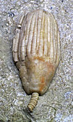 Eucalyptocrinites sp., un Eucalyptocrinitidae