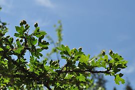 User:Sminthopsis84 says Crataegus monogyna - Jmabel