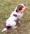 English Cocker Spaniel