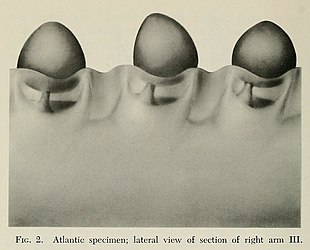 #149 (18/2/1961) Lateral detail of arm III of the Atlantic juvenile (Roper & Young, 1972:210, fig. 2)