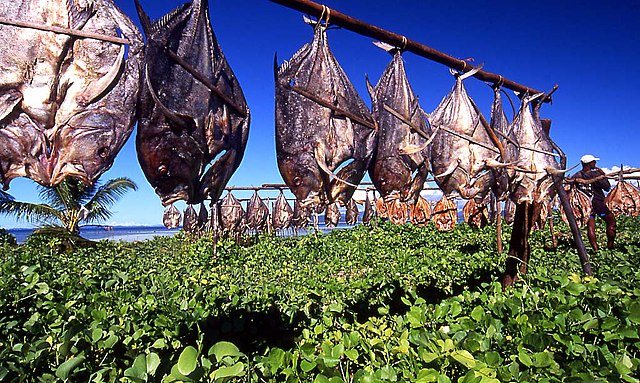 rows of fish hang from string, drying in the sun