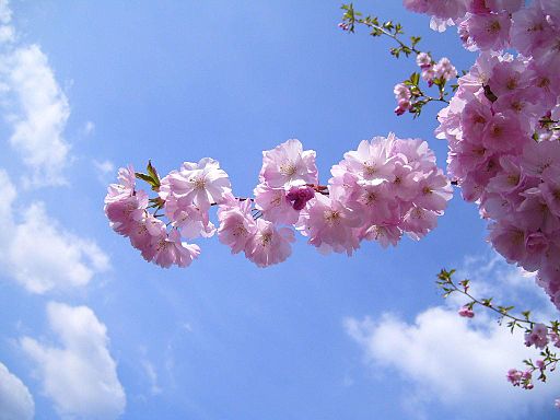 Flowering cherry flowers