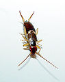 Common Earwig (Forficula auricularia)