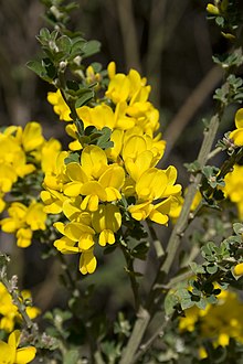 French Broom