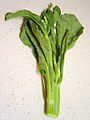 Brassica oleracea Grex Alboglabra