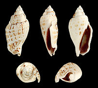 Gibberulus gibberulus gibbosus