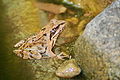 Grasfrosch im Gartenteich