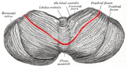 Gray702 primary fissure of cerebellum.png