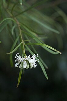 Photograph of a green stem ending in slightly-curled, thin, white petals.