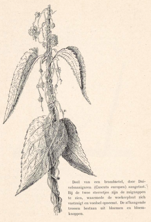 Deel van een brandnetel, door Duivelsnaaigaren (Cuscuta europæa) aangetast. Bij de twee sterretjes zijn de zuignappen te zien, waarmede de woekerplant zich vastzuigt en voedsel opneemt. De afhangende trossen bestaan uit bloemen en bloemknoppen.