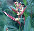 Miniatura para Heliconia burleana