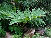 Heracleum mantegazzianum Sausal - leaf.jpg