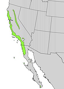 Heteromeles arbutifolia range map.jpg