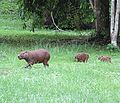 lesser capybara