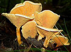 Voveraitinė guotelė (Hygrophoropsis aurantiaca)