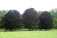 Anthocyanins also account for the purple color in these copper beech trees, and in purple autumn leaves.